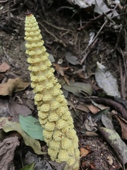 Lophophytum pyramidale