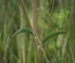 Helianthus occidentalis