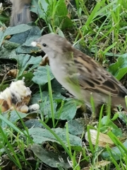 Passer domesticus