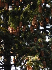 Picea jezoensis