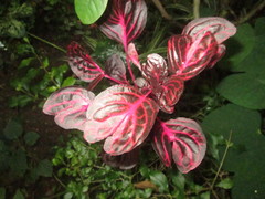 Iresine diffusa herbstii