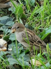 Passer domesticus