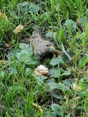 Passer domesticus