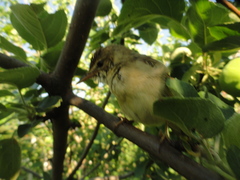 Acrocephalus dumetorum