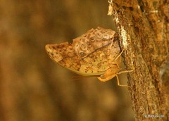 Charaxes varanes varanes
