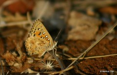 Aloeides damarensis