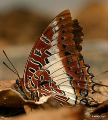 Charaxes brutus natalensis