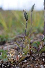 Campanula uniflora
