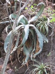 Agave xylonacantha