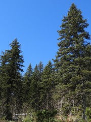 Picea jezoensis