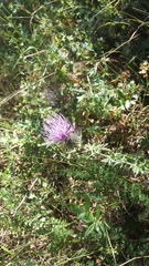 Cirsium laniflorum