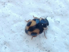Hyperaspis festiva