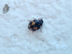 Hyperaspis festiva