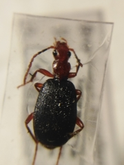 Brachinus crepitans