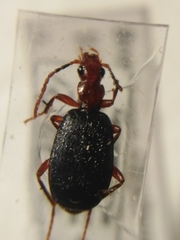 Brachinus crepitans
