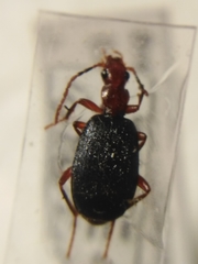 Brachinus crepitans