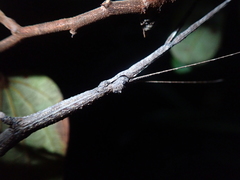 Cladomorphus trimariensis