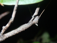 Cladomorphus trimariensis