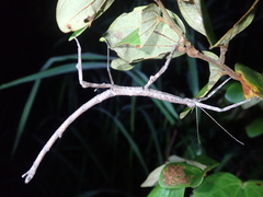 Cladomorphus trimariensis