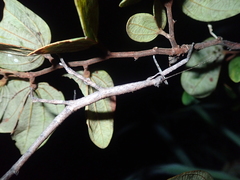 Cladomorphus trimariensis