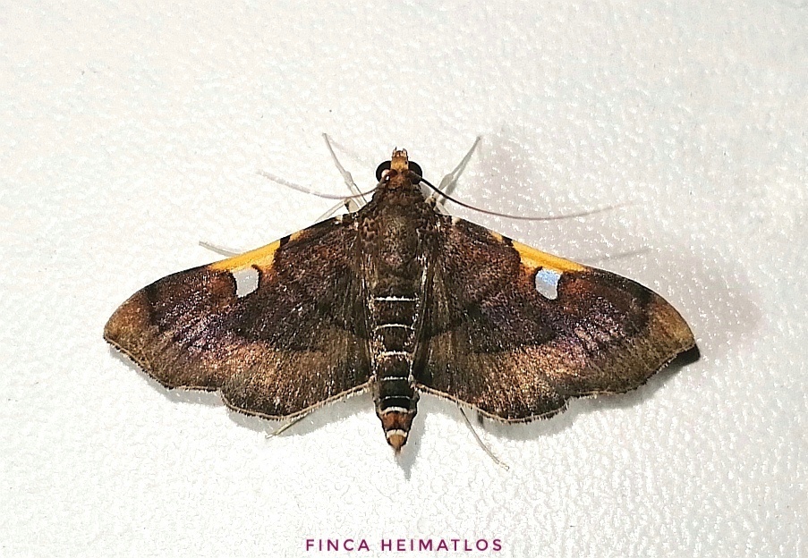 Coenostolopsis terminalis