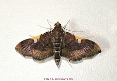 Coenostolopsis terminalis