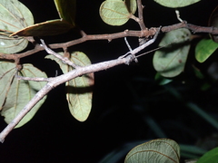 Cladomorphus trimariensis