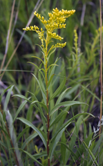 Early goldenrod