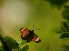 Acraea petraea
