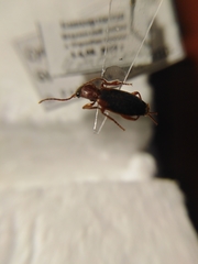 Cymindis