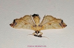 Euleucinodes