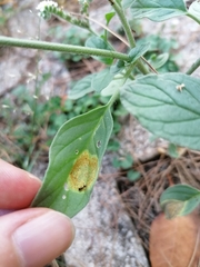 Uromyces heliotropii