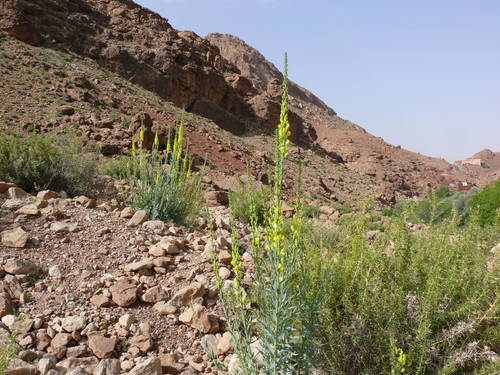 Linaria ventricosa image