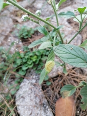 Uromyces heliotropii