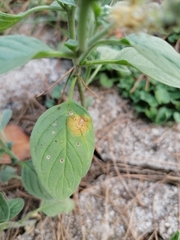 Uromyces heliotropii