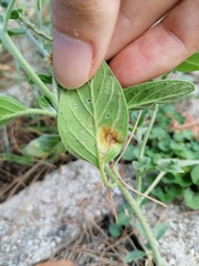 Uromyces heliotropii