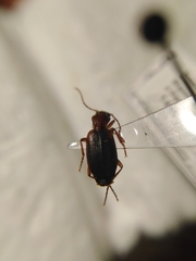Cymindis