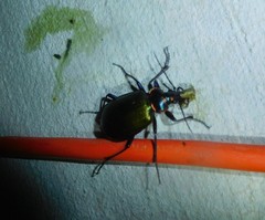 Calosoma scrutator
