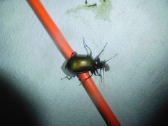 Calosoma scrutator