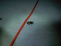 Calosoma scrutator