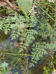 Oenanthe aquatica