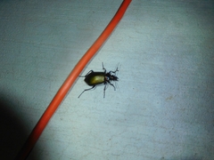 Calosoma scrutator