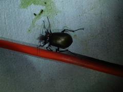 Calosoma scrutator