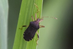Anasa scorbutica