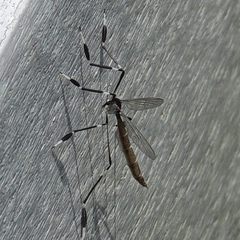 Bittacomorpha clavipes