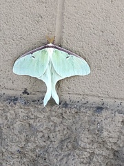Actias
