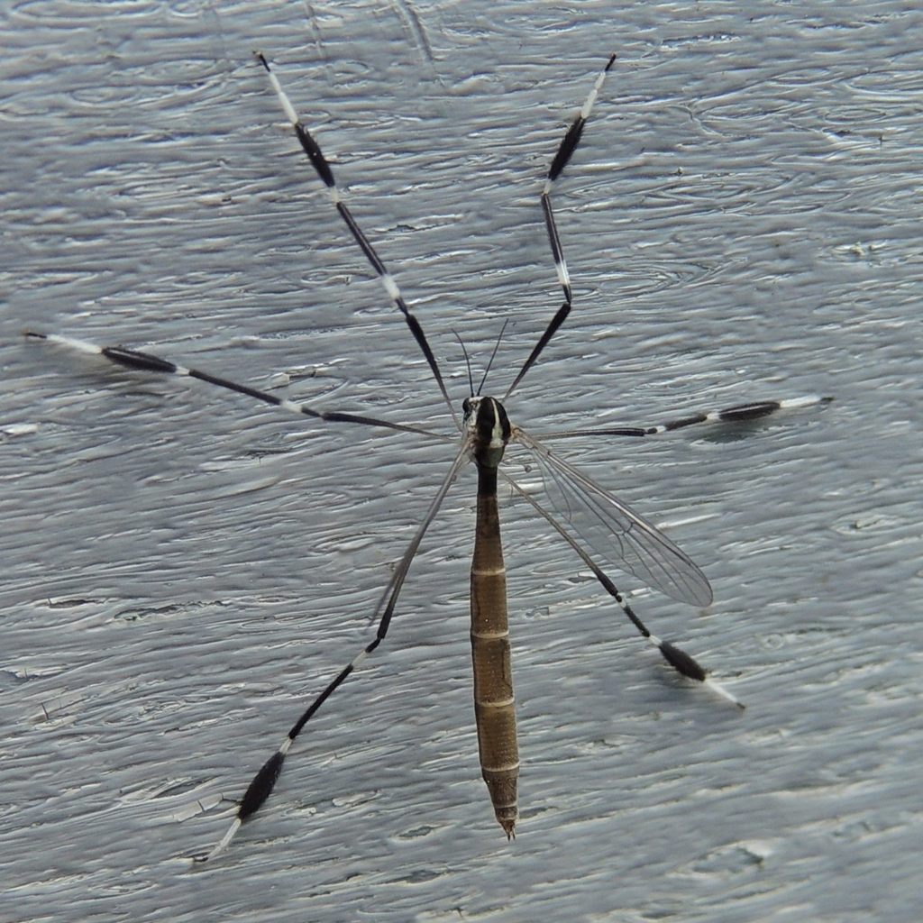 Phantom Crane Fly