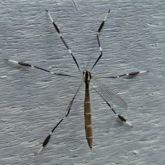 Bittacomorpha clavipes