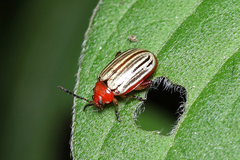 Disonycha brevilineata