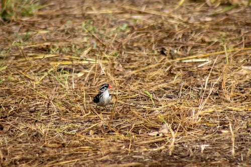 Pin-tailed Whydah